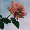 hannahrose1564